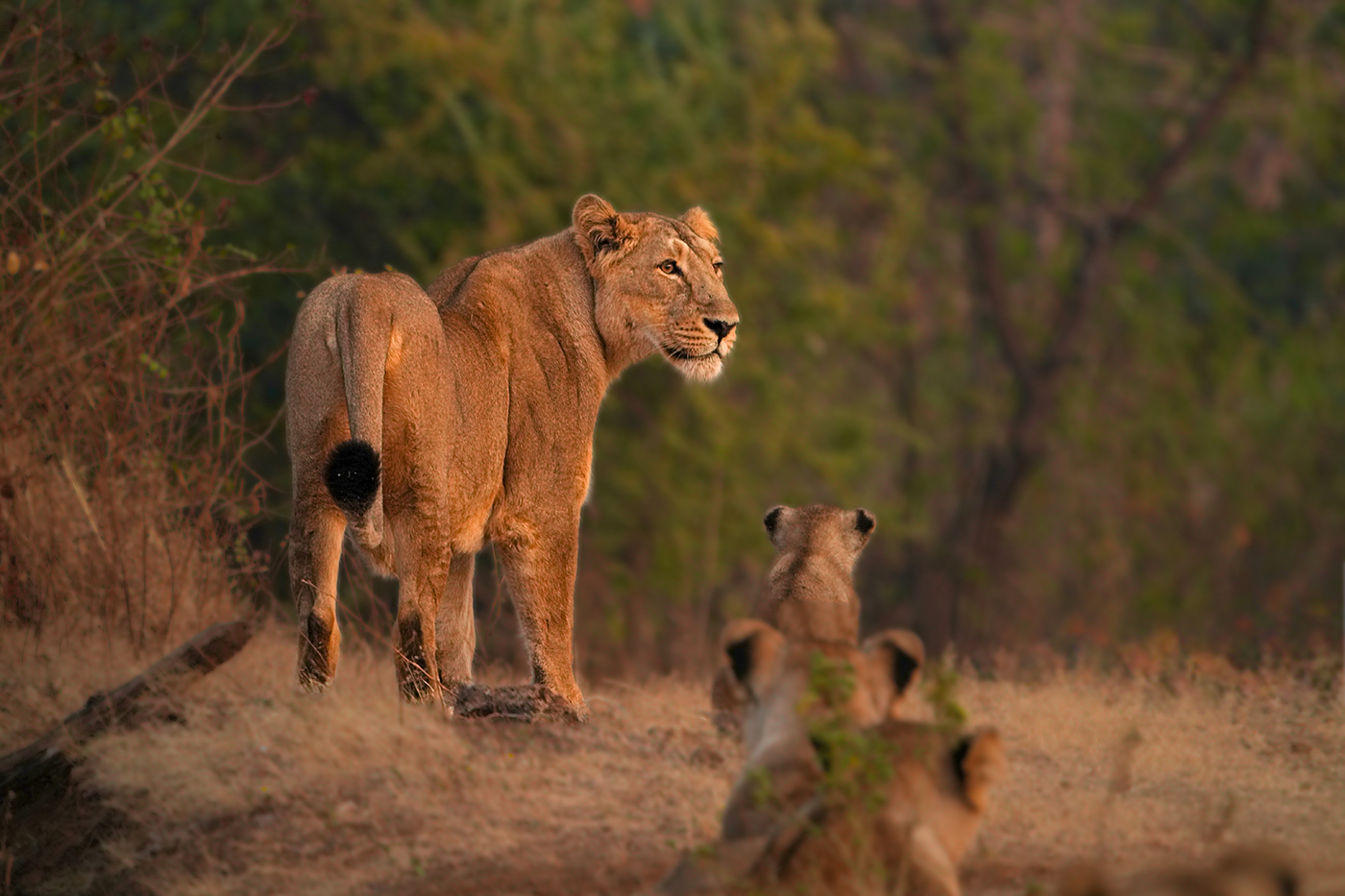 Gir, Gujarat