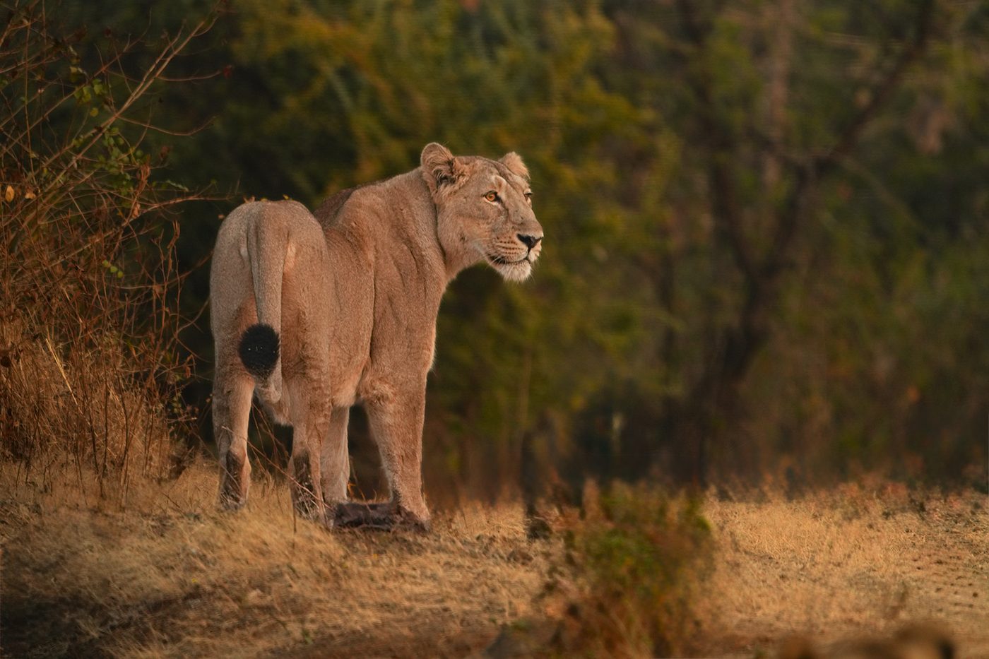 Lioness, Gir — Gujarat