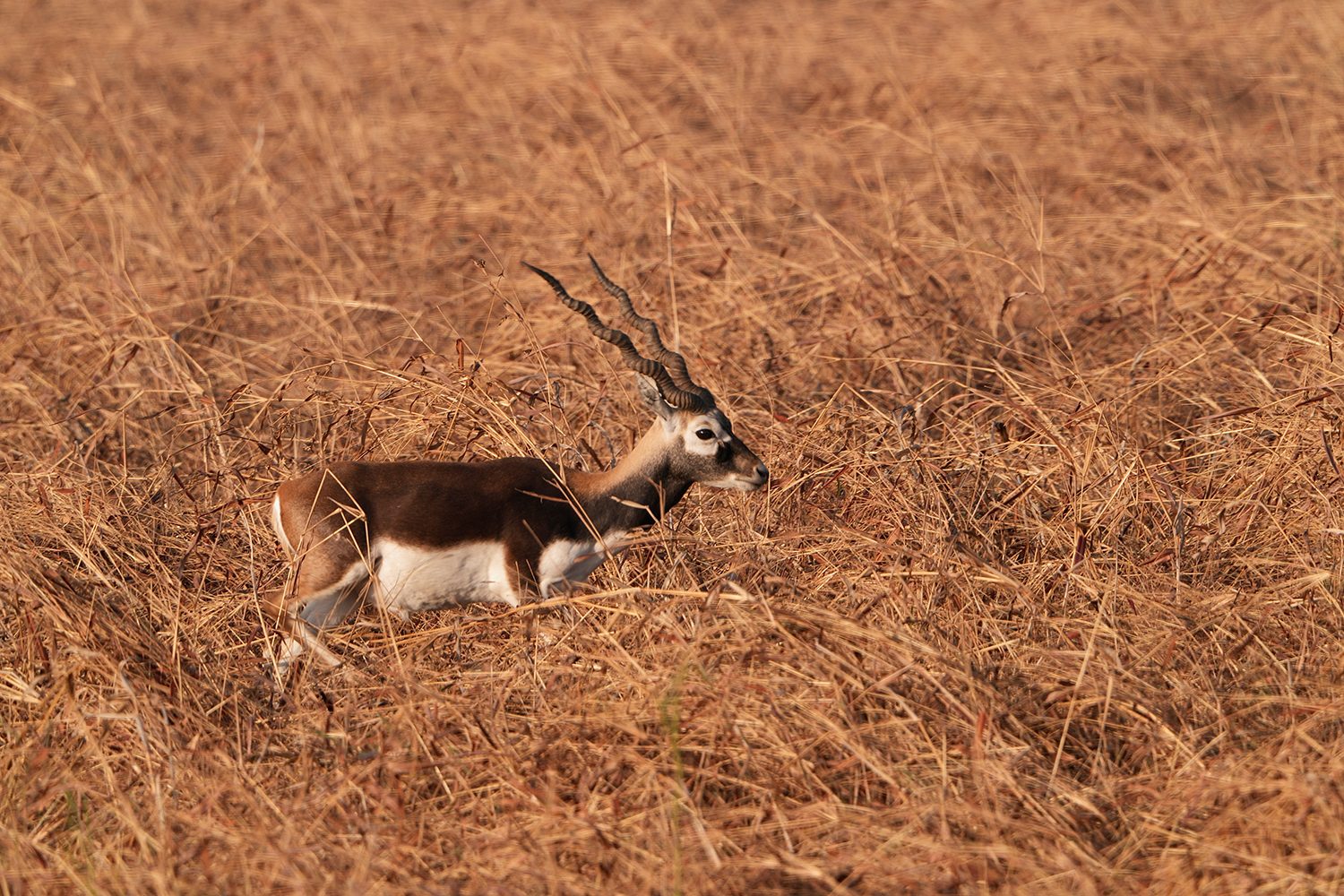 Velavadar Plains — Gujarat