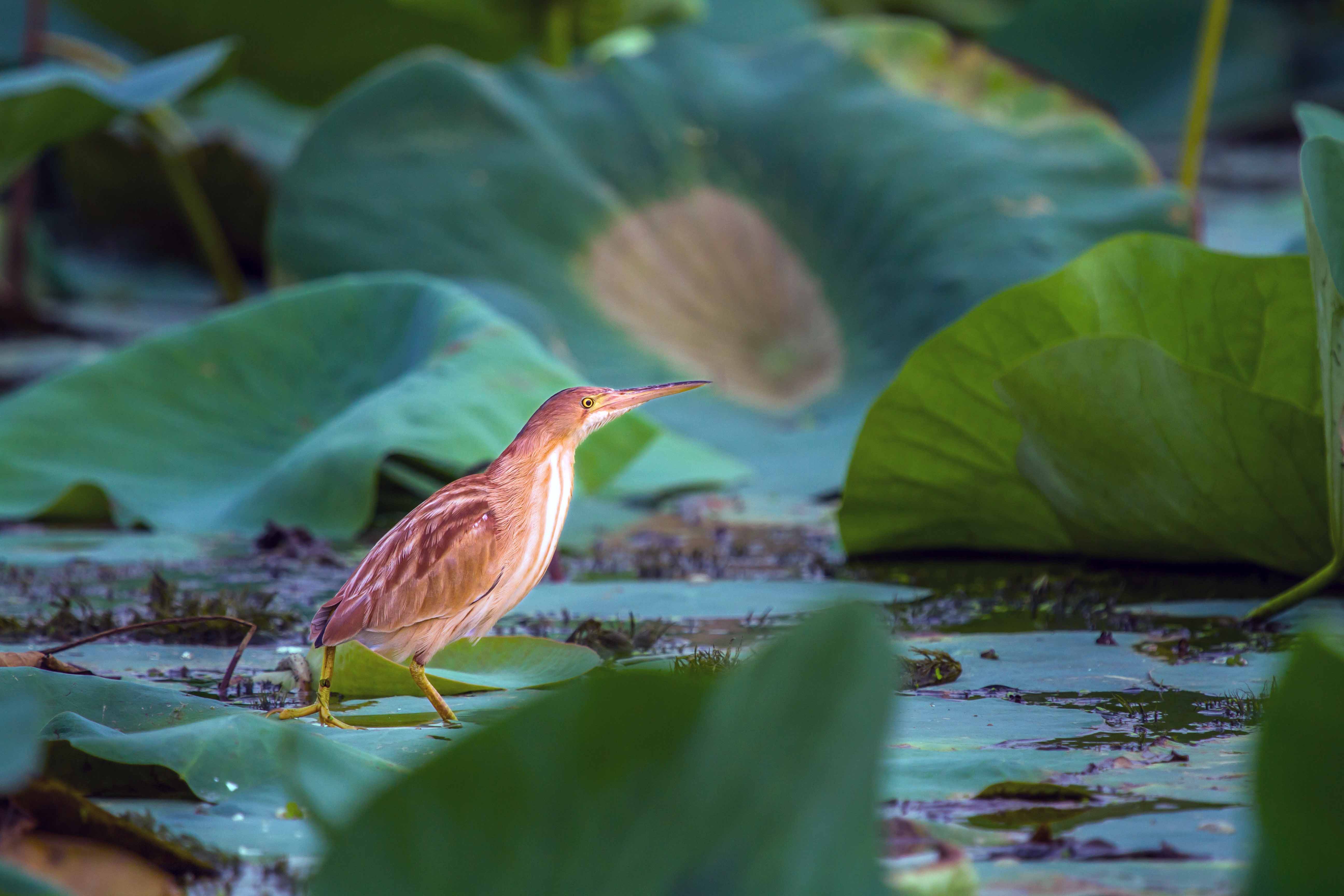 Cinnamon Bittern — Rajasthan