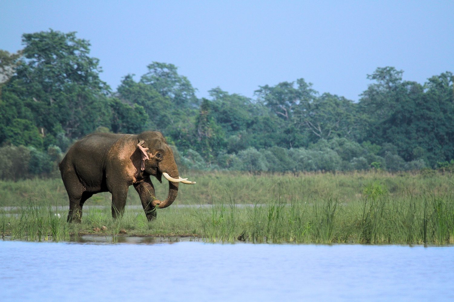 Wilderness — Uttar Pradesh
