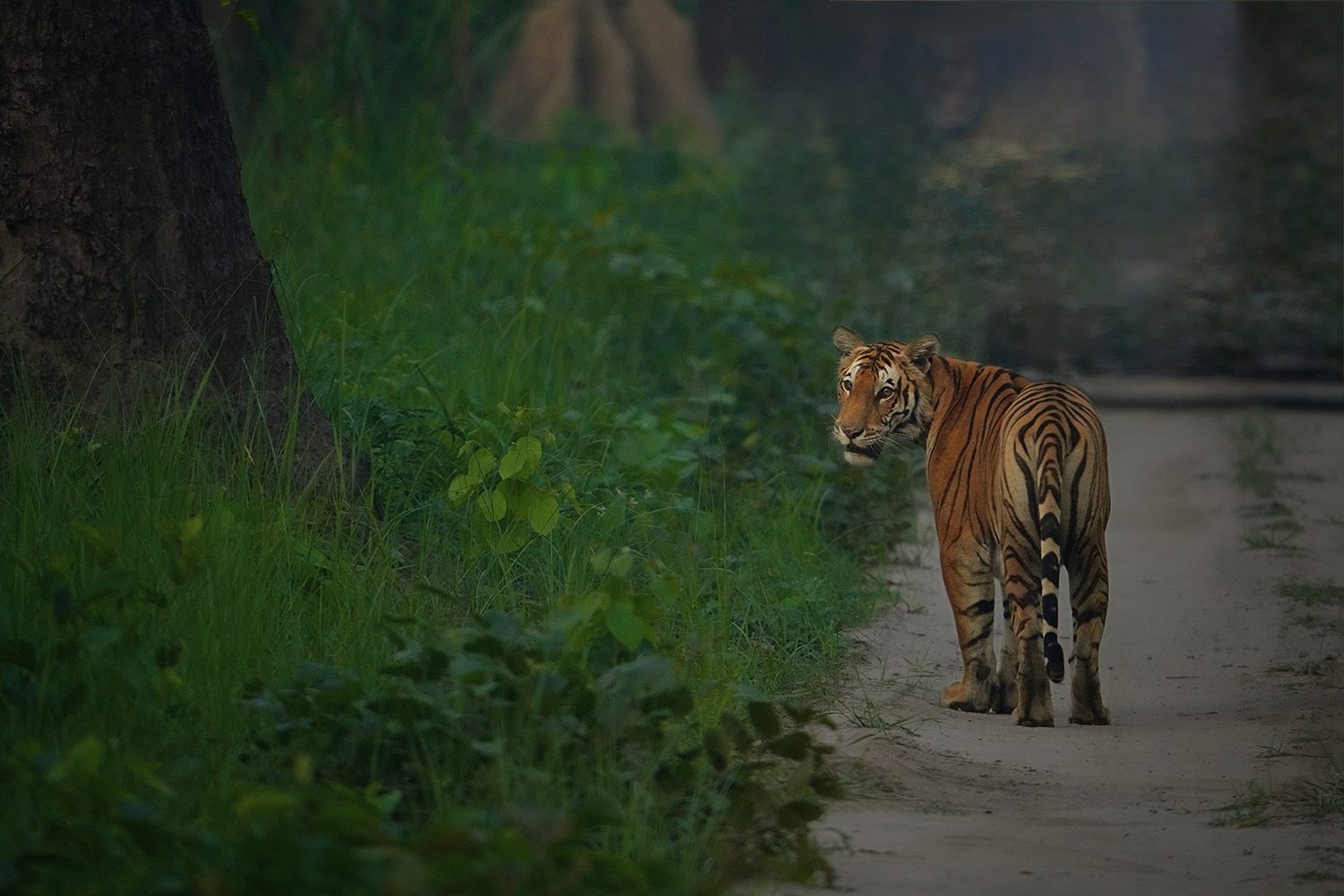 Forest Edge — Uttar Pradesh