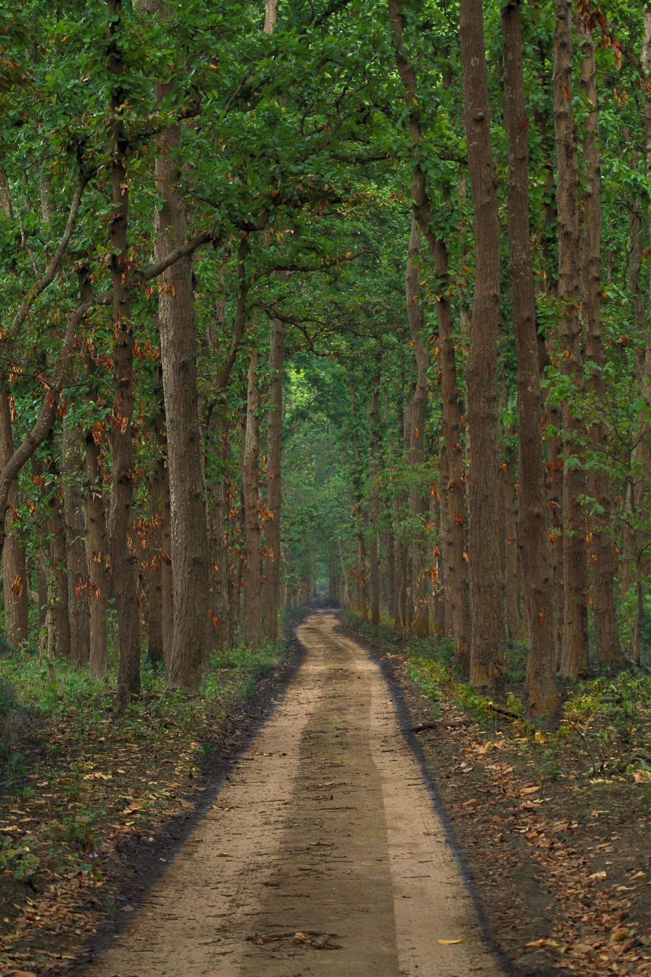 Dudhwa Trails — Uttar Pradesh
