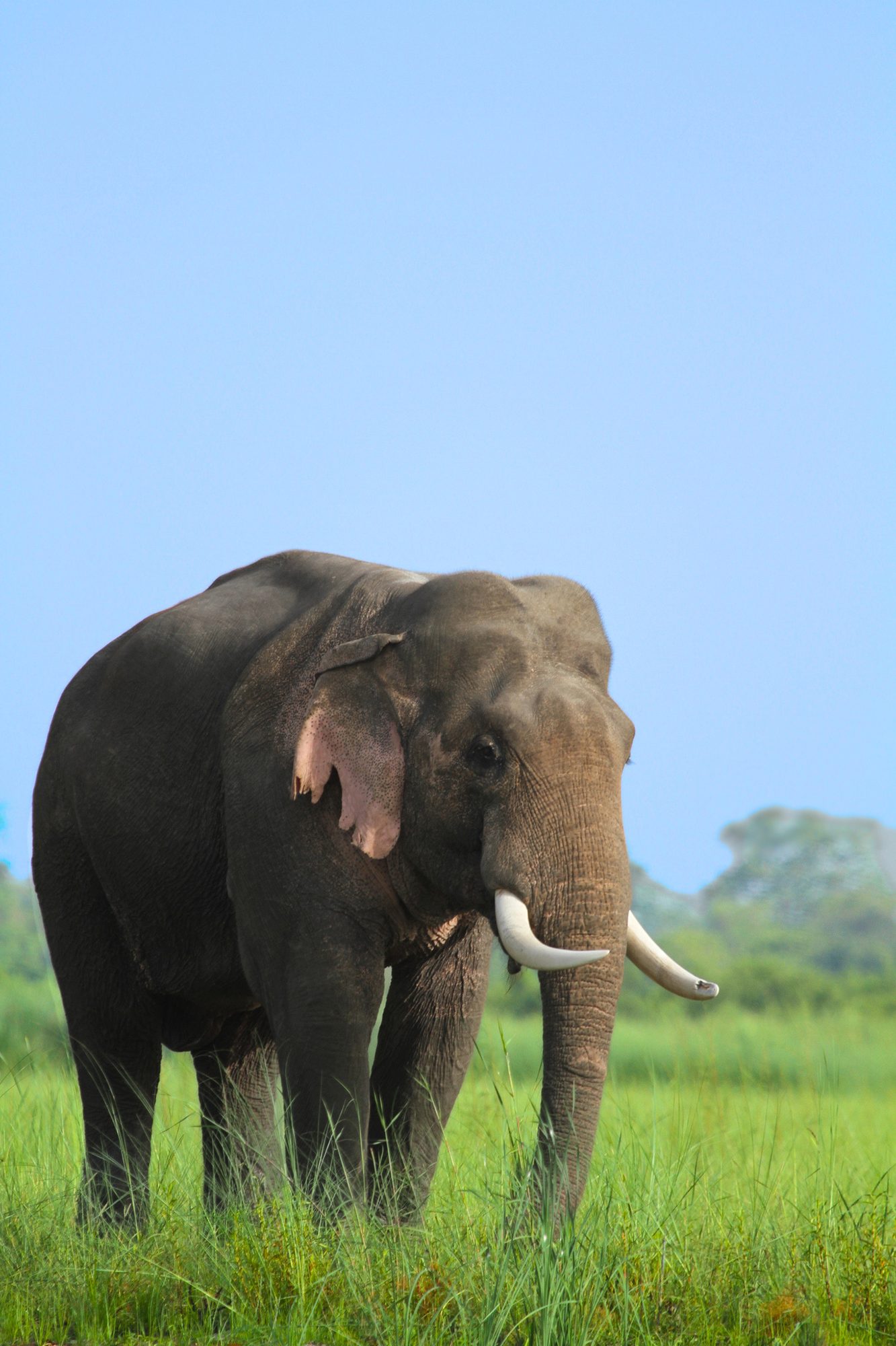 Sal Canopy — Uttar Pradesh