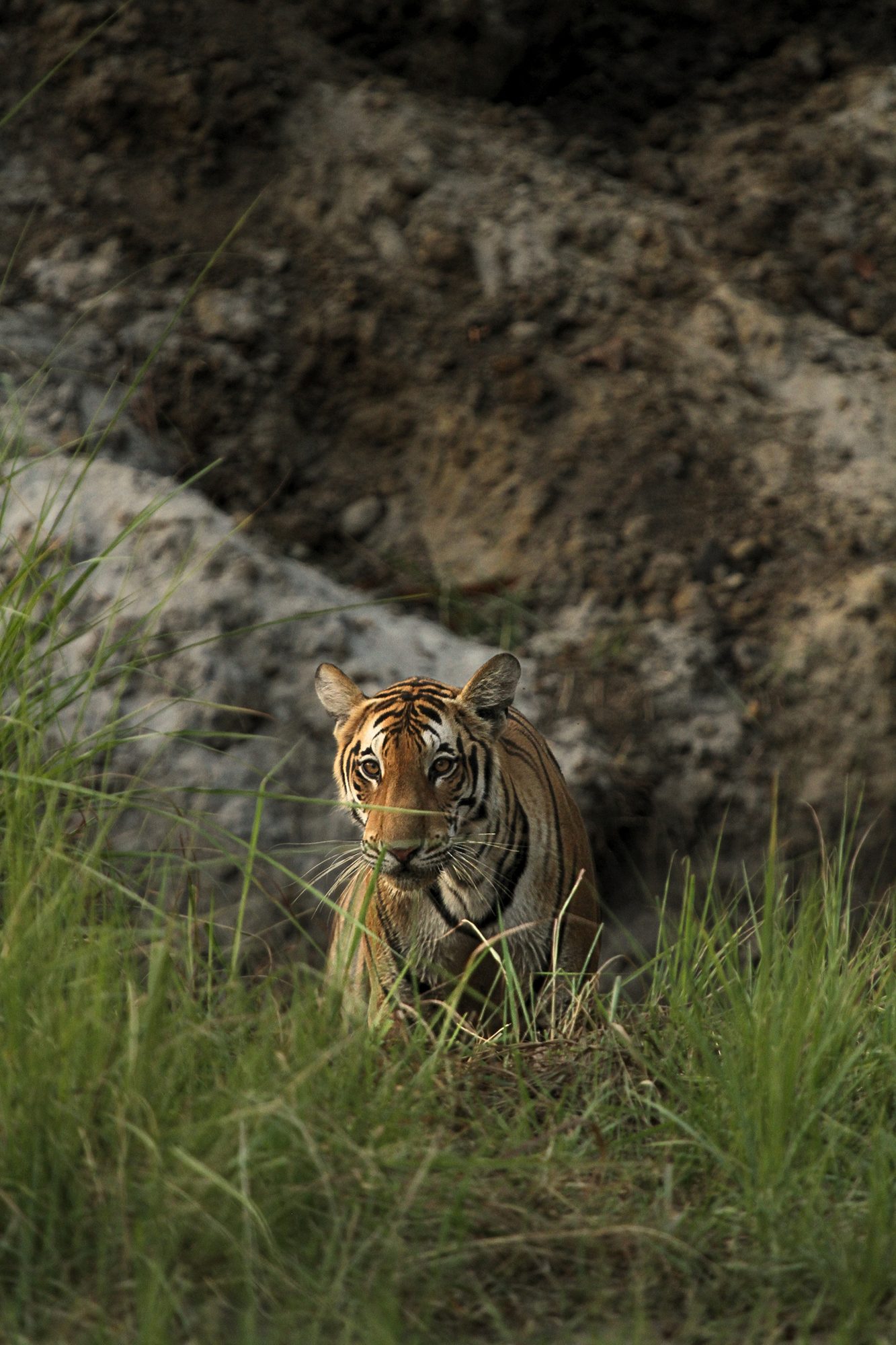 Dudhwa Sal Forest — Uttar Pradesh