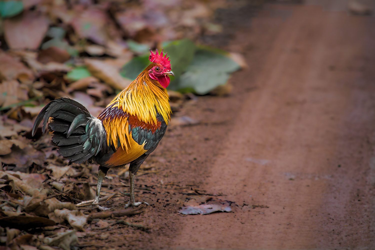 Grey Junglefowl — Madhya Pradesh