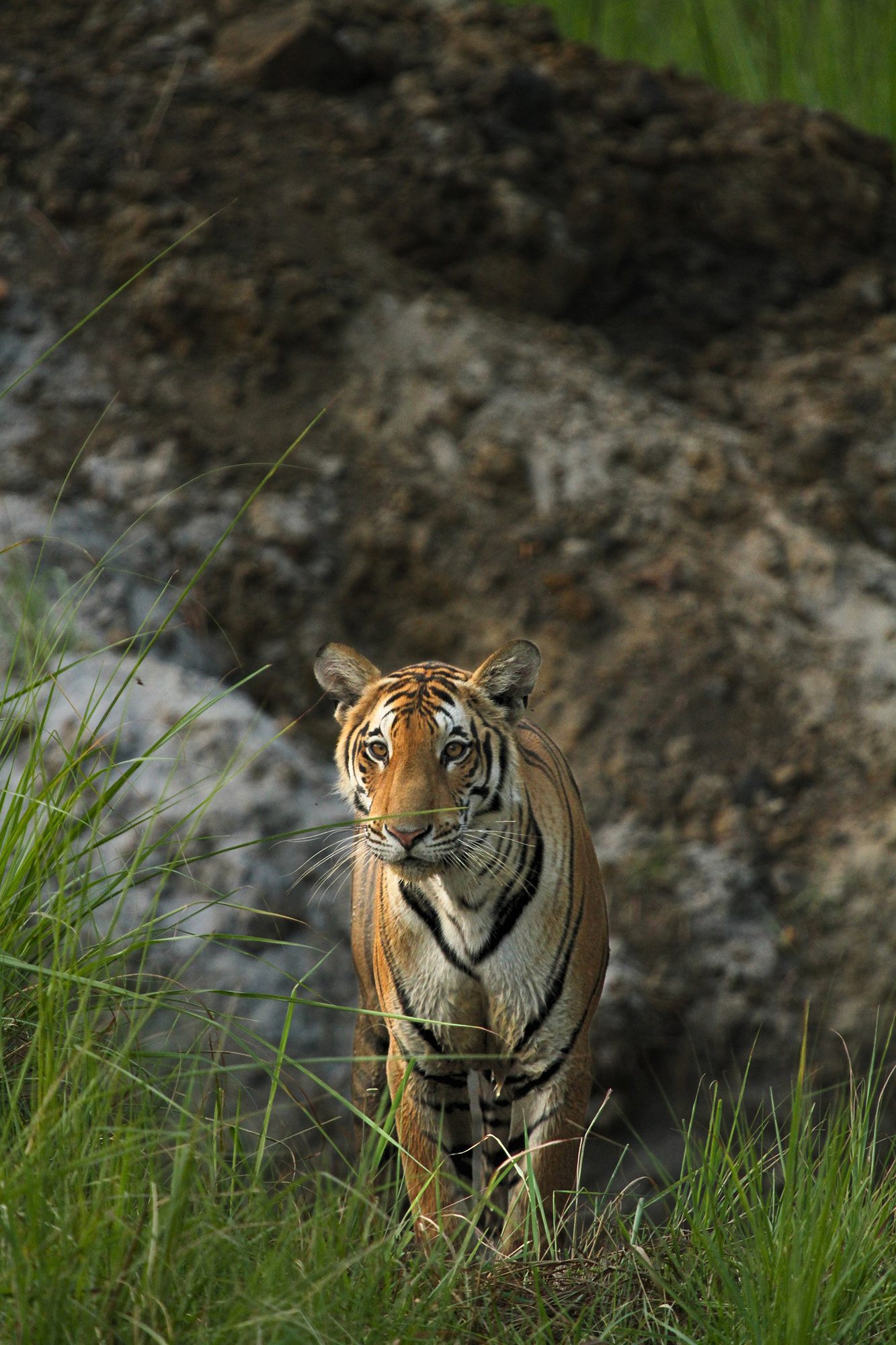 Royal Bengal Tiger — Uttar Pradesh