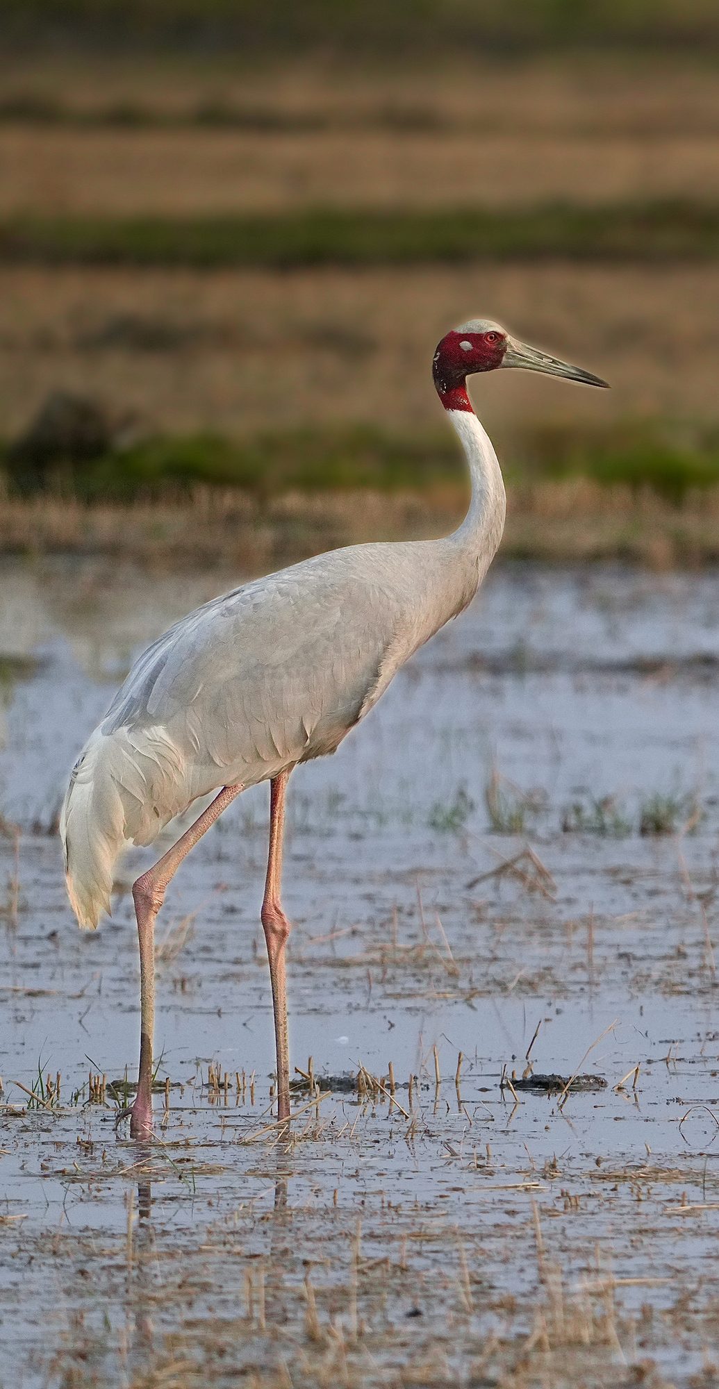 Sarus Crane — Uttar Pradesh