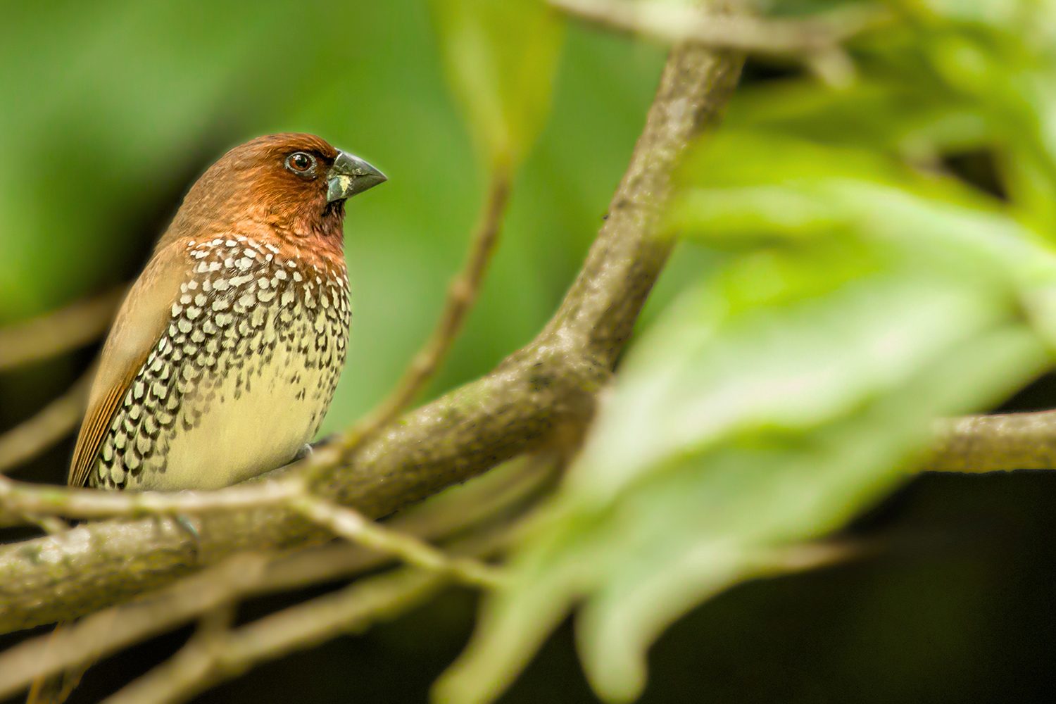 Scaly-breasted Munia — Uttar Pradesh
