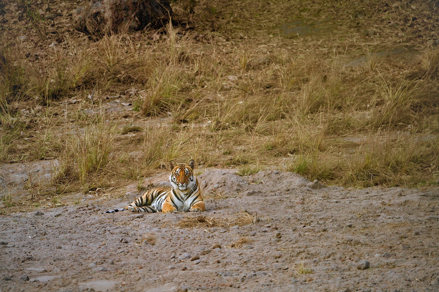 Royal Bengal — Madhya Pradesh