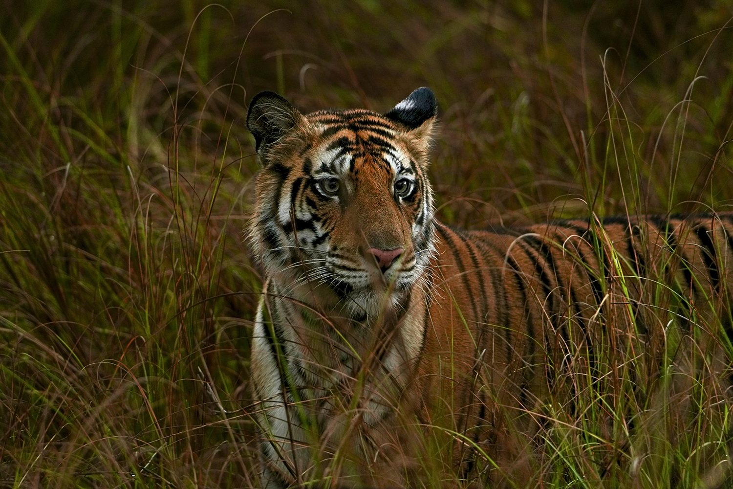 Panna Tiger — Madhya Pradesh
